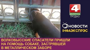 <b>Новости Гродно. 12.03.2024</b>. Волковысские спасатели пришли на помощь собаке, застрявшей в металлическом заборе