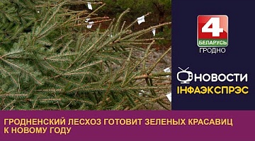 <b>Новости Гродно. 19.12.2023</b>. Гродненский лесхоз готовит зеленых красавиц к Новому году