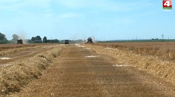 <b>Новости Гродно. 21.08.2020</b>. Уборка зерна в регионе финиширует                        