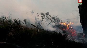<b>Новости Гродно. 25.04.2019</b>. Пожар уничтожил 30 гектаров леса