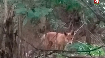 <b>Новости Гродно. 06.08.2019</b>. В лесу возле военной части встретили лису