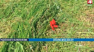 <b>Новости Гродно. 10.06.2021</b>. В Брузгах уничтожено 2 тонны мака      