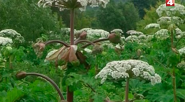 <b>Новости Гродно. 21.08.2018</b>. Экологи борются с канадским золотарником