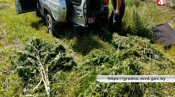 <b>Новости Гродно. 02.08.2019</b>. Более 70 кг конопли уничтожено в Мостовском районе