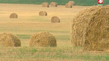 <b>Новости Гродно. 01.08.2018</b>. Уборочная кампания в регионе