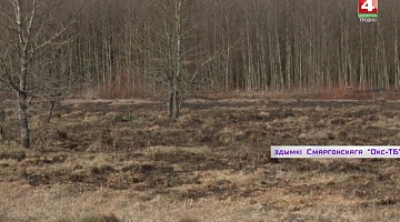 <b>Новости Гродно. 09.04.2020</b>. Посещение лесов под запретом 