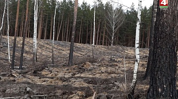 <b>Новости Гродно. 16.04.2020</b>. Возродить леса, уничтоженные пожарами