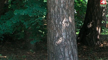 <b>Новости Гродно. 22.06.2020</b>. В 10 районах области введен запрет на посещение леса