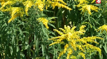 <b>Новости Гродно. 09.08.2019</b>. В области борются с инвазивными видами растений