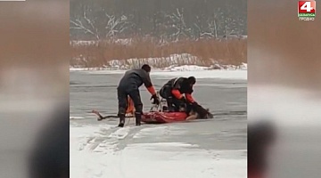 <b>Новости Гродно. 04.02.2021</b>. МЧС спасли собаку: погнался за зайцем и провалился под лёд     