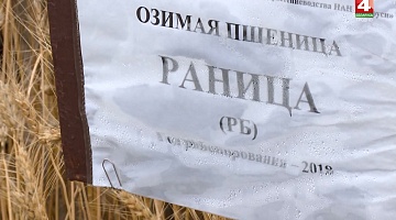 <b>Новости Гродно. 24.07.2019</b>. Гродненский зональный институт растениеводства