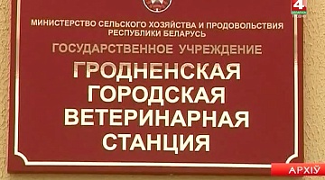 <b>Новости Гродно. 29.08.2018</b>. В Гродненском районе барсук напал на человека