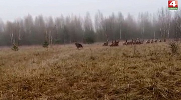 <b>Новости Гродно. 22.05.2020</b>. Под Вороново выпустили 60 благородных оленей 