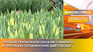 <b>Новости Гродно. 25.02.2025</b>. Урожай тюльпанов начали собирать в теплицах гродненские цветоводы