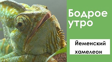 Бодрое утро. Хвостатые. Йеменский Хамелеон. 07.07.2022