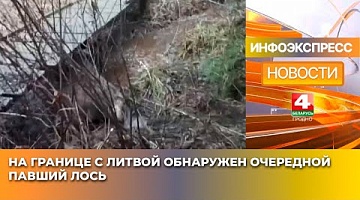 <b>Новости Гродно. 28.01.2025</b>. На границе с Литвой обнаружен очередной павший лось