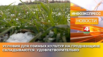 <b>Новости Гродно. 14.01.2025</b>. Условия для озимых культур на Гродненщине складываются удовлетворительно