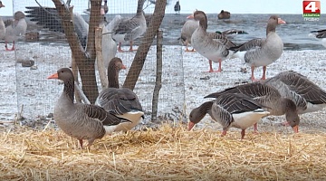 <b>Новости Гродно. 10.12.2020</b>. Животные зоопарка переходят на зимовку