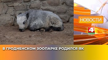 <b>Новости Гродно. 01.04.2025</b>. В Гродненском зоопарке родился як
