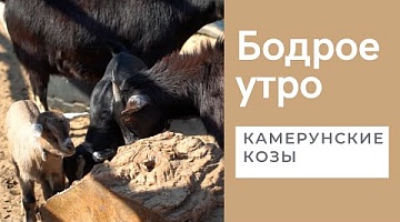 Бодрое утро. Хвостатые. Камерунские козы. 31.04.2022