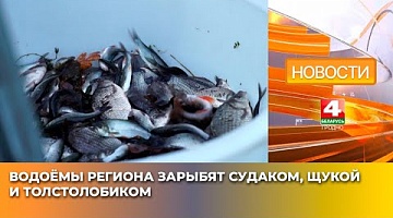 <b>Новости Гродно. 17.04.2025</b>. Водоёмы региона зарыбят судаком, щукой и толстолобиком