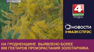 <b>Новости Гродно. 06.09.2022</b>. На Гродненщине  выявлено более  800 гектаров произрастания золотарника