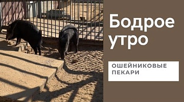 Бодрое утро. Хвостатые. Ошейниковые пекари. 24.03.2022