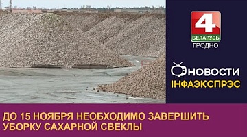 <b>Новости Гродно. 02.11.2023</b>. В Гродненской области убрано около 80% площадей сахарной свеклы