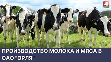 <b>Новости Гродно. 24.05.2022</b>. Производство молока и мяса в ОАО "Орля"