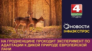 <b>Новости Гродно. 24.01.2023</b>. На Гродненщине проходит эксперимент по адаптации к дикой природе европейской лани