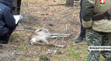 <b>Новости Гродно. 06.11.2019</b>. Крупный штраф за браконьерство