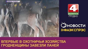 <b>Новости Гродно. 09.01.2023</b>. Впервые в охотничьи хозяйства Гродненщины завезли ланей