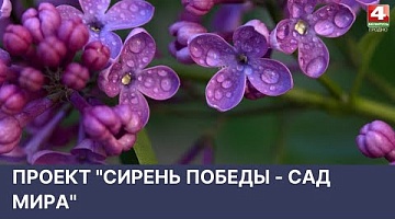 <b>Новости Гродно. 05.05.2022</b>. Проект "Сирень Победы - сад мира"  