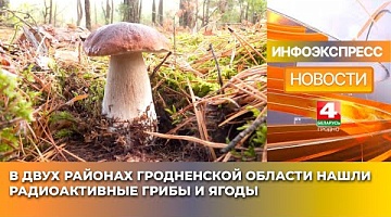 <b>Новости Гродно. 06.03.2025</b>. В двух районах Гродненской области нашли радиоактивные грибы и ягоды
