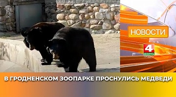 <b>Новости Гродно. 14.03.2025</b>. В Гродненском зоопарке проснулись медведи
