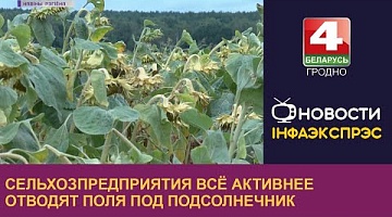 <b>Новости Гродно. 02.09.2022</b>. Сельхозпредприятия всё активнее отводят поля под подсолнечник