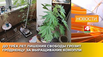 <b>Новости Гродно. 29.05.2025</b>. До трёх лет лишения свободы грозит гродненцу за выращивание конопли