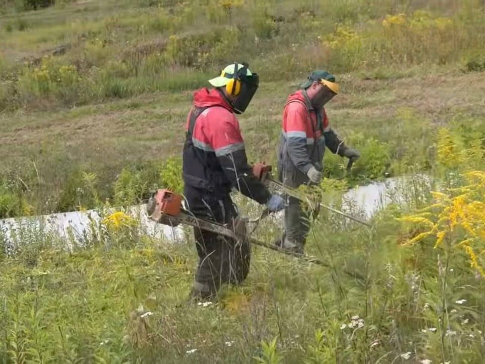 В Гродно продолжают борьбу с золотарником