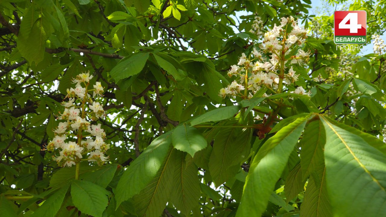В Гродно зацвели каштаны