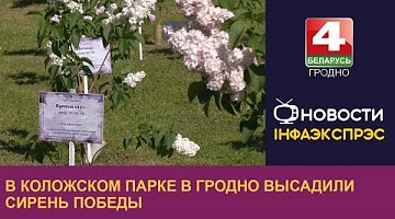 <b>Новости Гродно. 08.05.2024</b>. В Коложском парке в Гродно высадили сирень Победы